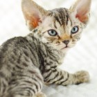 デボンレックスKIKIの仔猫 ブラウンマッカレルタビーメスDevon Rex Kitten BrownMackerelTabby