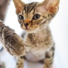 デボンレックスKIKIの仔猫 ブラウンマッカレルタビーメスDevon Rex Kitten BrownMackerelTabby