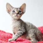 デボンレックスKIKIの仔猫 ブラウンマッカレルタビー♂ Devon Rex Kitten BrownMackerelTabby