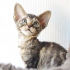 デボンレックスKIKIの仔猫 ブラウンクラシックタビーメス Devon Rex Kitten BrownClassicTabby