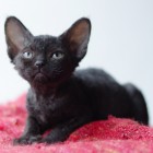 デボンレックスKIKIの仔猫 ブラックメス Devon Rex Kitten Black