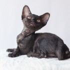 デボンレックスKIKIの仔猫 ブラックメス Devon Rex Kitten Black