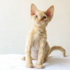 デボンレックスCATERINAの仔猫 レッドクラシックタビー♀ Devon Rex Kitten RedTabby