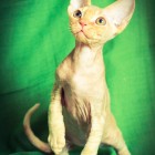 デボンレックス MAKOREの仔猫 レッドクラシックタビー♂ Devon Rex Kitten RedClassicTabby