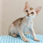 シンガプーラ ジジ 仔猫 ♂ SINGAPURA GIGI KITTEN