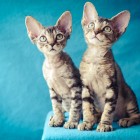 デボンレックスKIKIの仔猫 ブラウンクラシックタビー ブラウンマッカレルタビーメスDevon Rex Kitten BrownMackerelTabby BrownClassicTabby
