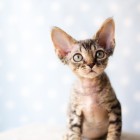 デボンレックスKIKIの仔猫 ブラウンマッカレルタビーメスDevon Rex Kitten BrownMackerelTabby