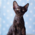 デボンレックスKIKIの仔猫 ブラックメス Devon Rex Kitten Black