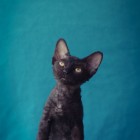 デボンレックスKIKIの仔猫 ブラックメス Devon Rex Kitten Black