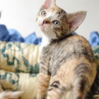 デボンレックスSNIPの仔猫 マッカレルトービー&ホワイト♀ Devon Rex Kitten MackrelTorbie&White