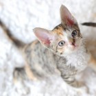 デボンレックスSNIPの仔猫 マッカレルトービー&ホワイト♀ Devon Rex Kitten MackrelTorbie&White