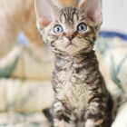 デボンレックスSNIPの仔猫 ブラウンクラシックタビー♀ Devon Rex Kitten BrownClassicTabby