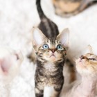 デボンレックスSNIPの仔猫 ブラウンクラシックタビー♀ Devon Rex Kitten BrownClassicTabby