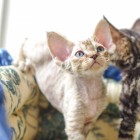 デボンレックスSNIPの仔猫 マッカレルトービー♀ Devon Rex Kitten MackrelTorbie