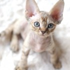デボンレックスSNIPの仔猫 マッカレルトービー♀ Devon Rex Kitten MackrelTorbie