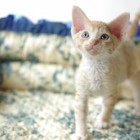 デボンレックスSNIPの仔猫 レッドマッカレルタビー&ホワイト♂ Devon Rex Kitten RedMackrelTabby&White