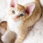 デボンレックスSNIPの仔猫 レッドマッカレルタビー&ホワイト♂ Devon Rex Kitten RedMackrelTabby&White