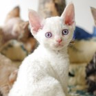 デボンレックスSNIPの仔猫 レッドリンクスポイント/ホワイト