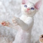 デボンレックスSNIPの仔猫 レッドリンクスポイント/ホワイト