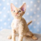 デボンレックスCATERINAの仔猫 レッドクラシックタビー♀ Devon Rex Kitten RedTabby