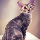 デボンレックスKIKIの仔猫 ブラウンクラシックタビーメス Devon Rex Kitten BrownClassicTabby