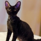 デボンレックスKIKIの仔猫 ブラックメス Devon Rex Kitten Black
