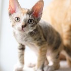 デボンレックスSNIPの仔猫 マッカレルトービー&ホワイト♀ Devon Rex Kitten MackrelTorbie&White