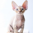 デボンレックスSNIPの仔猫 マッカレルトービー♀ Devon Rex Kitten MackrelTorbie