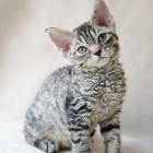 デボンレックスCATERINAの仔猫 ブラウンマッカレルタビーメス Devon Rex Kitten BrownMackerelTabby