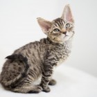 デボンレックスCATERINAの仔猫 ブラウンマッカレルタビーメス Devon Rex Kitten BrownMackerelTabby