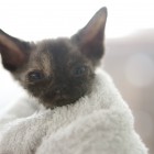 デボンレックスCATERINAの仔猫 ブラックトーティー メス Devon Rex Kitten Black tortie