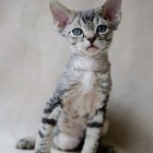 デボンレックスCATERINAの仔猫 ブラウンクラシックタビーオス Devon Rex Kitten BrownClassicTabby