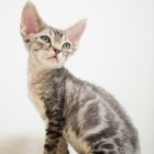 デボンレックスCATERINAの仔猫 ブラウンクラシックタビーオス Devon Rex Kitten BrownClassicTabby