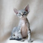 デボンレックスCATERINAの仔猫 ブラウンマカkレルタビーオス Devon Rex Kitten BrownMackerelTabby