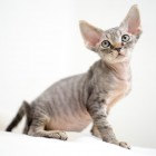 デボンレックスCATERINAの仔猫 ブラウンマッカレルタビーオス Devon Rex Kitten BrownMackerelTabby