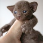 デボンレックスKIKIの仔猫 チョコレート メスDevon Rex Kitten Chocolate