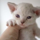 デボンレックスKIKIの仔猫 ブラウンマッカレルタビーオス Devon Rex Kitten Lynx point
