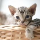 デボンレックスKIKIの仔猫 ブラウンマッカレルタビーオス Devon Rex Kitten BrownMackerelTabby