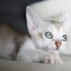 シンガプーラ ルー 仔猫 ♂ SINGAPURA LUGH KITTEN