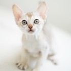 シンガプーラ ルー 仔猫 ♂ SINGAPURA LUGH KITTEN