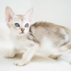 シンガプーラ ルー 仔猫 ♂ SINGAPURA LUGH KITTEN