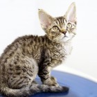 デボンレックスCATERINAの仔猫 ブラウンマッカレルタビーメス Devon Rex Kitten BrownMackerelTabby