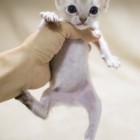 シンガプーラ ジジ 仔猫 ♀ SINGAPURA GIGI KITTEN