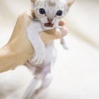 シンガプーラ ジジ 仔猫 ♂ SINGAPURA GIGI KITTEN