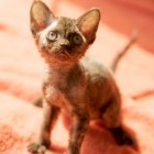 デボンレックスKIKIの仔猫 チョコレート メスDevon Rex Kitten Chocolate