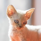 デボンレックスKIKIの仔猫 ブラウンマッカレルタビーオス Devon Rex Kitten Lynx point
