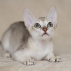 シンガプーラ ルー 仔猫 ♂ SINGAPURA LUGH KITTEN