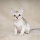 シンガプーラ ルー 仔猫 ♂ SINGAPURA LUGH KITTEN