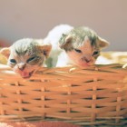 デボンレックスSNIPの仔猫 ブラウンクラシックタビー&ホワイト♀ Devon Rex Kitten ClassicTabby&White ブラウンマッカレルタビー&ホワイト♀MackrelTabby&White