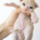 デボンレックスSNIPの仔猫 レッドマッカレルタビー&ホワイト♂ Devon Rex Kitten RedMackrelTabby&White